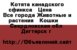Котята канадского сфинкса › Цена ­ 15 - Все города Животные и растения » Кошки   . Свердловская обл.,Дегтярск г.